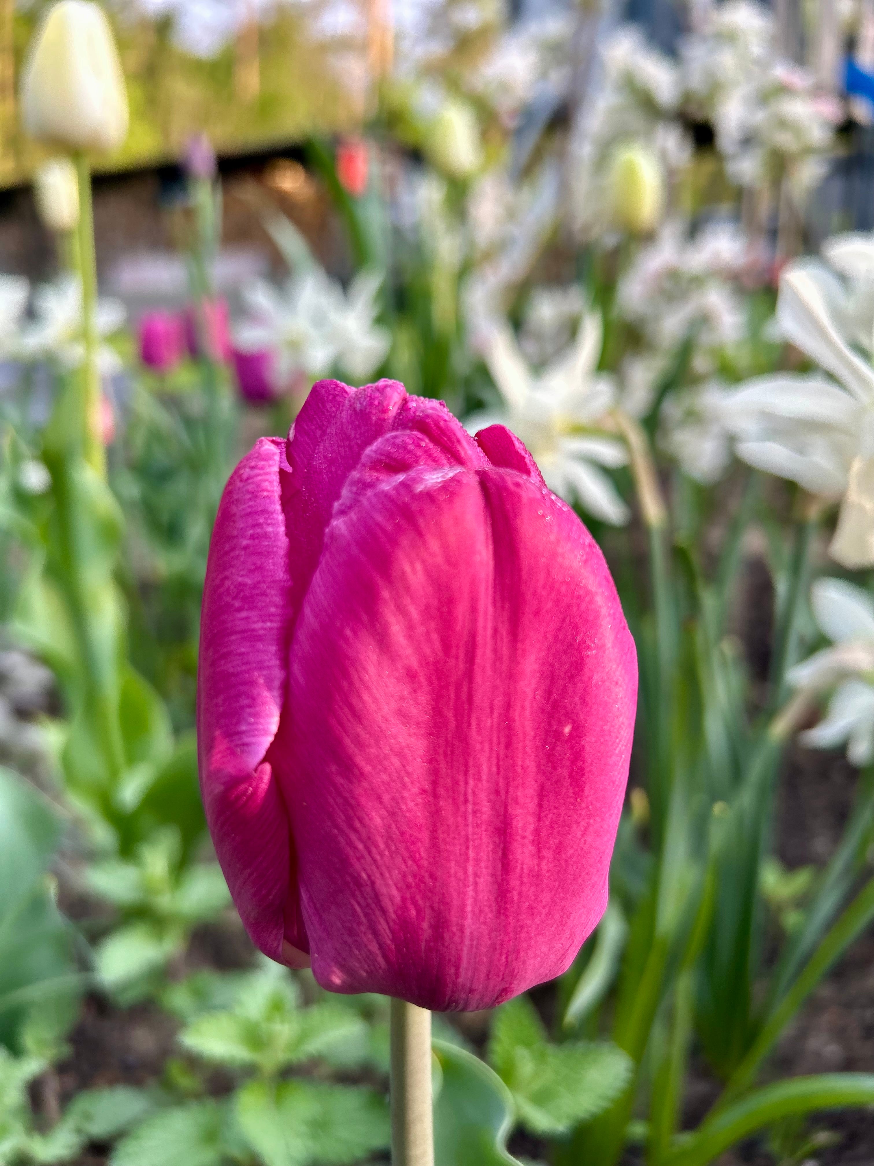 GARTENSTIL Frühblüher-Kollektion "Vorbestellung"