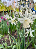 Guide GARTENSTIL Frühblüher-Kollektion | digital zum download