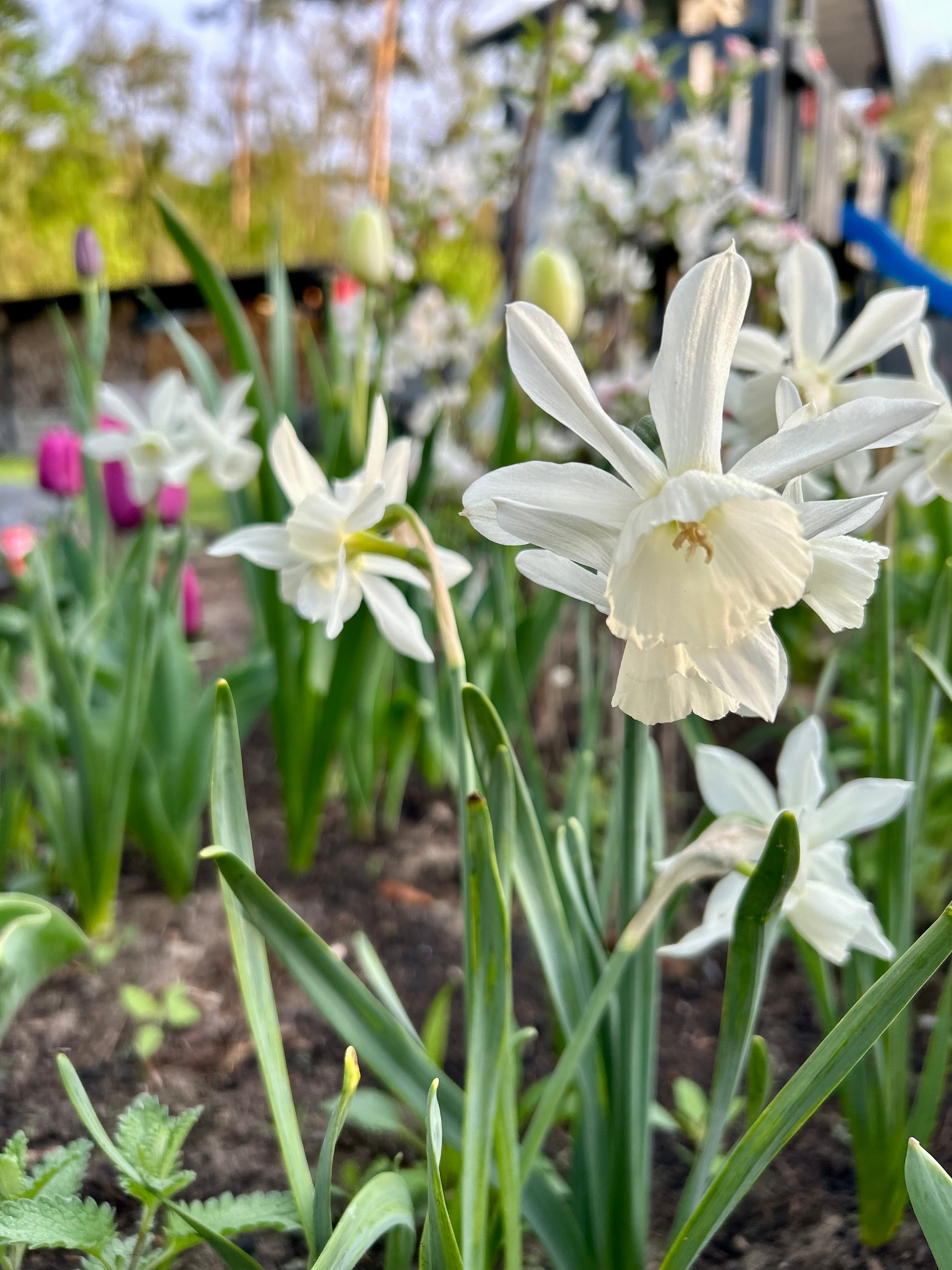 GARTENSTIL Frühblüher-Kollektion "Vorbestellung"