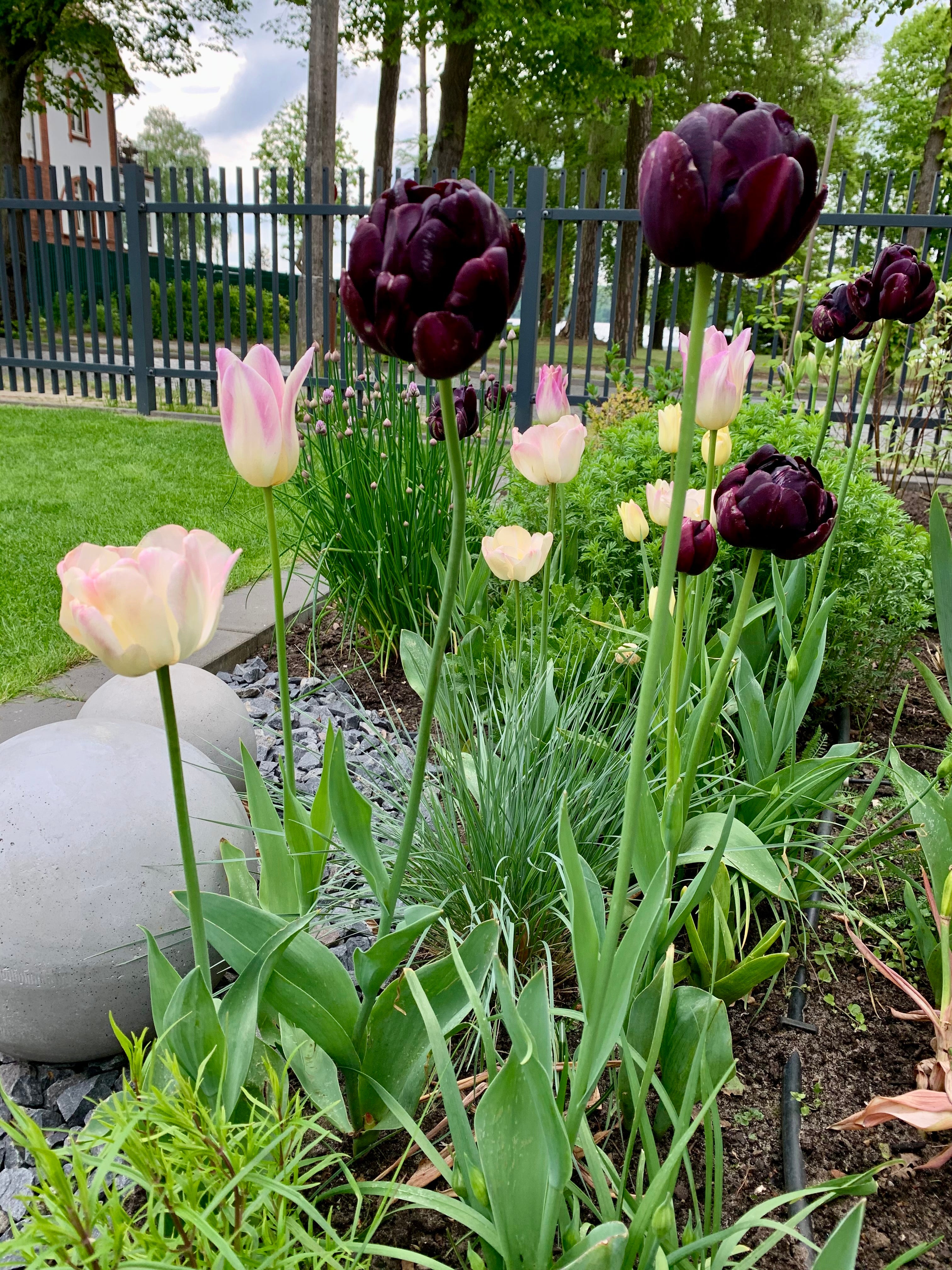 GARTENSTIL Frühblüher-Kollektion "Vorbestellung"